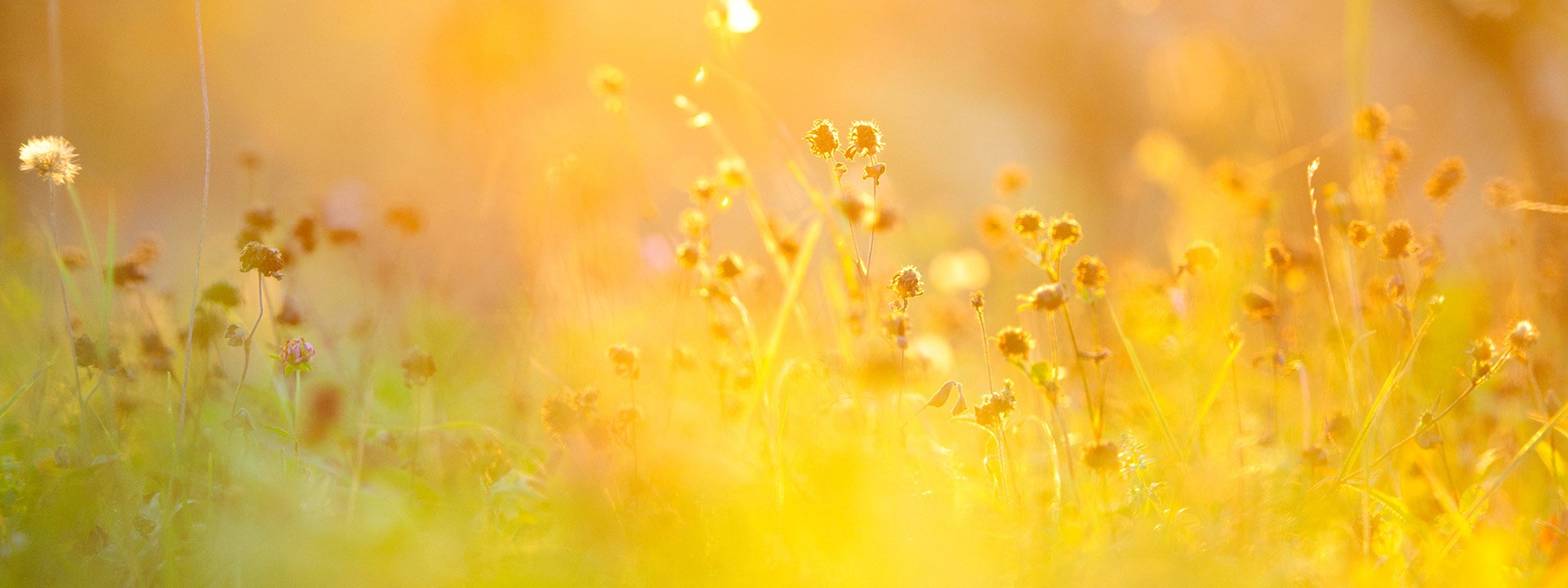 Field in the sunshine