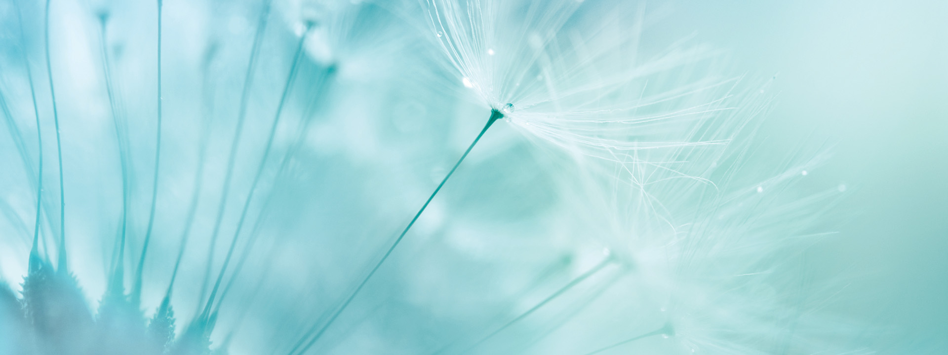 Close up image of dandelions