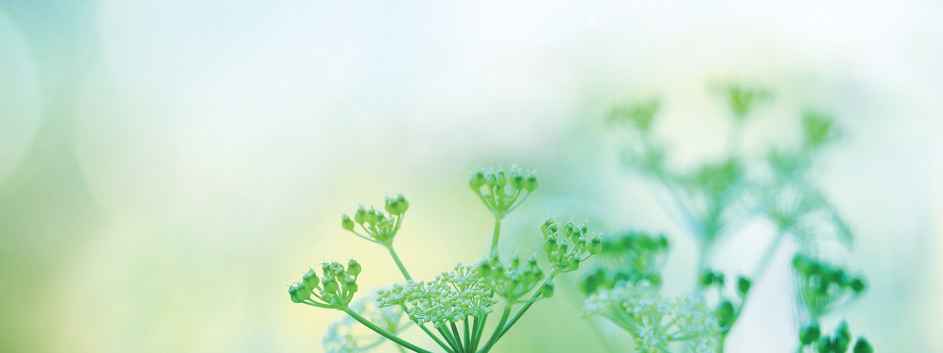 Close up image of plant